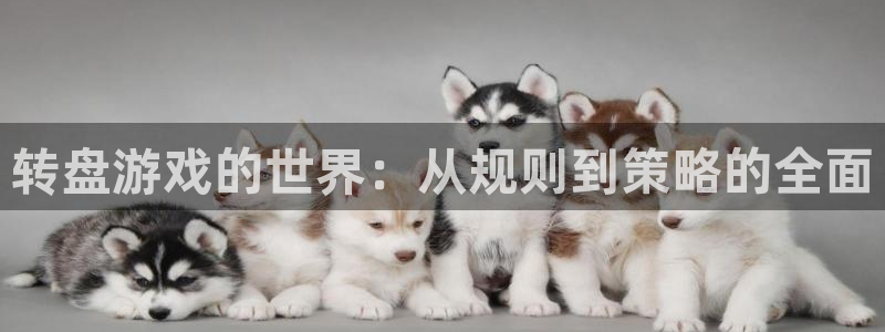 杏盛主管：转盘游戏的世界：从规则到策略的全面